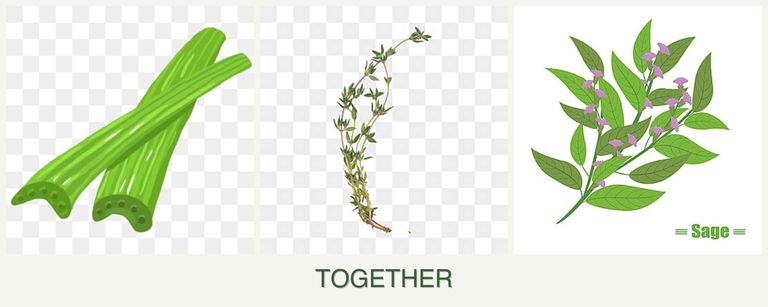 Can you plant celery, thyme and sage together?