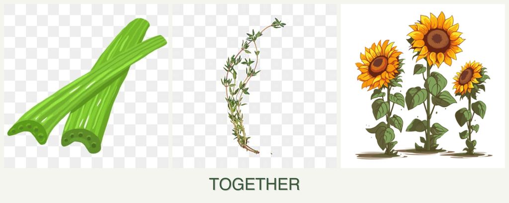Can you plant celery, thyme and sunflowers together?
