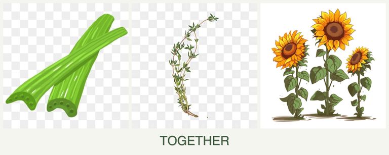 Can you plant celery, thyme and sunflowers together?