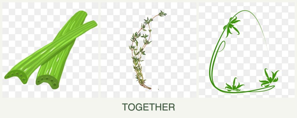 Can you plant celery, thyme and tarragon together?