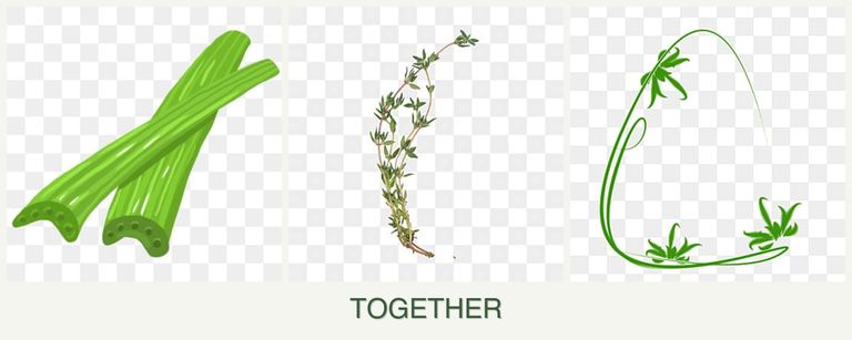 Can you plant celery, thyme and tarragon together?