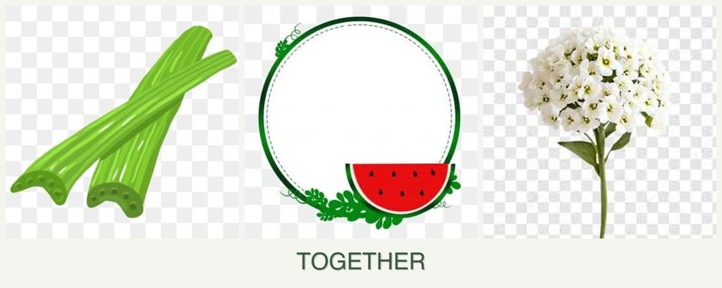 Can you plant celery, watermelons and alyssum together?