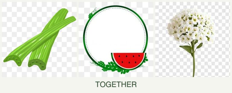 Can you plant celery, watermelons and alyssum together?