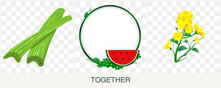 Can you plant celery, watermelons and calendula together?