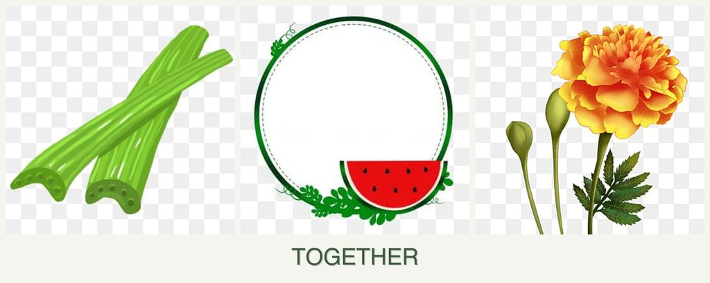 Can you plant celery, watermelons and marigolds together?