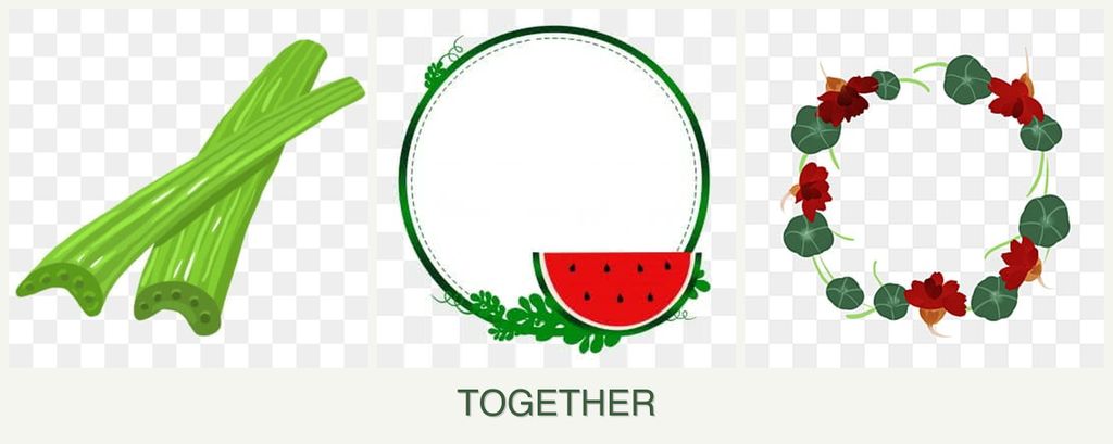 Can you plant celery, watermelons and nasturtiums together?