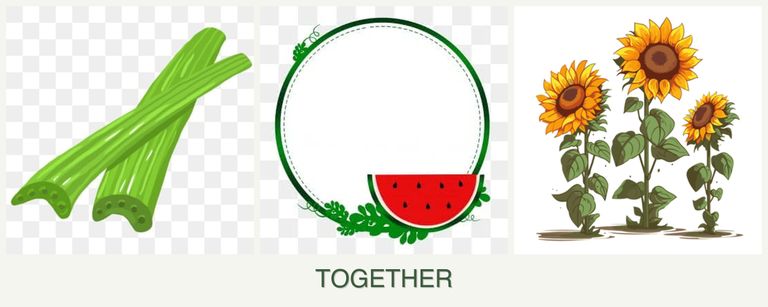 Can you plant celery, watermelons and sunflowers together?