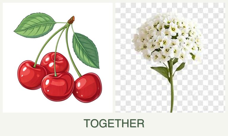 Can you plant cherries and alyssum together?