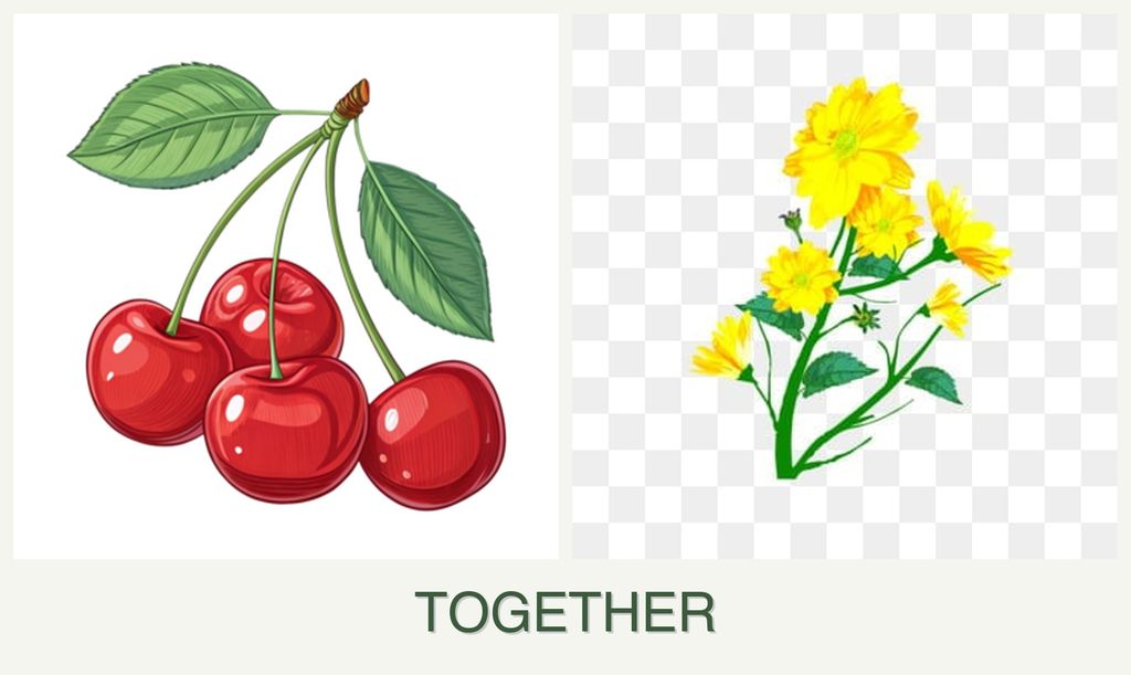Can you plant cherries and calendula together?