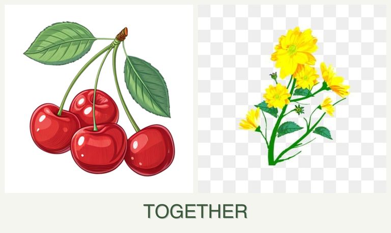 Can you plant cherries and calendula together?