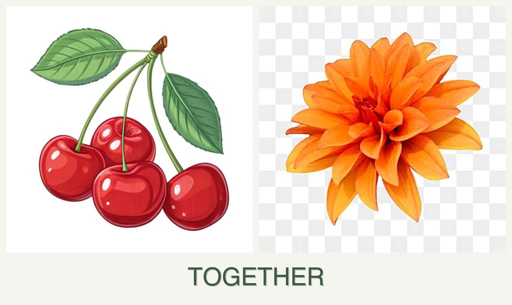 Can you plant cherries and dahlias together?
