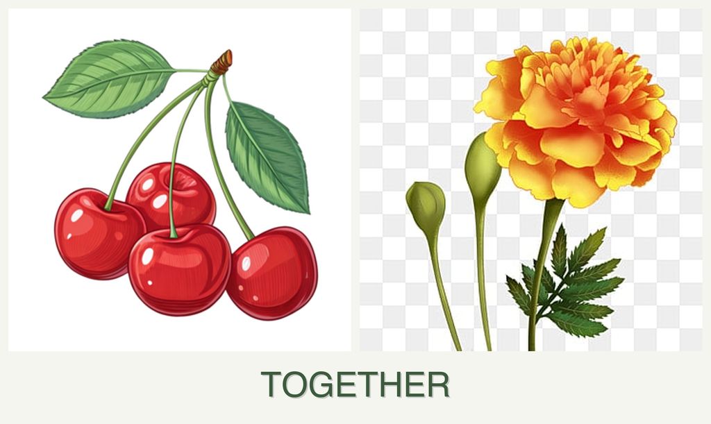 Can you plant cherries and marigolds together?