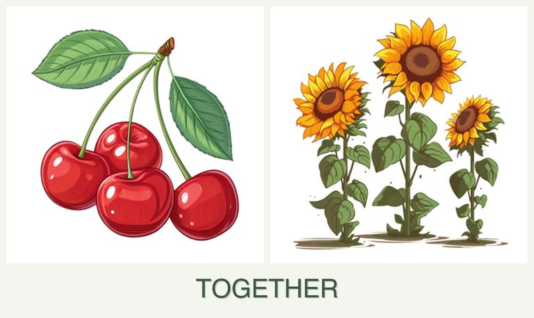 Can you plant cherries and sunflowers together?