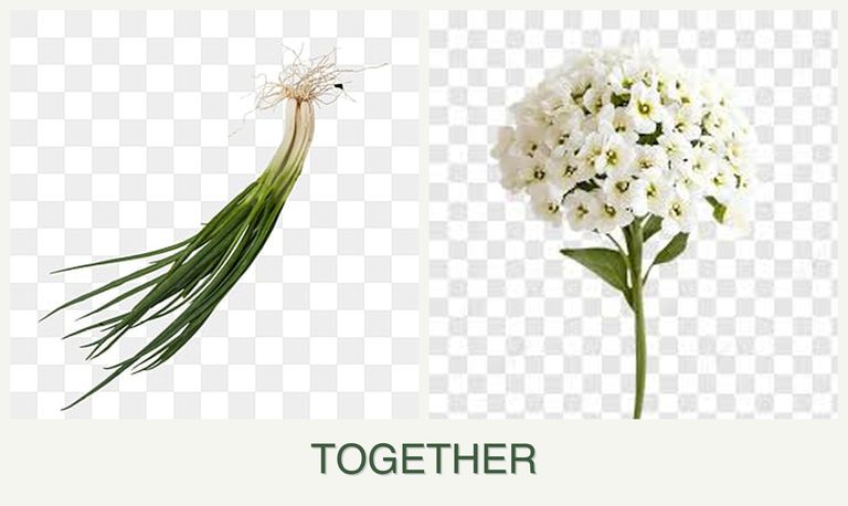 Can you plant chives and alyssum together?