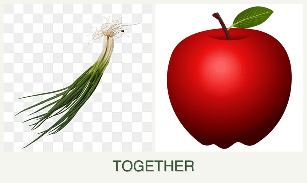 Can you plant chives and apples together?