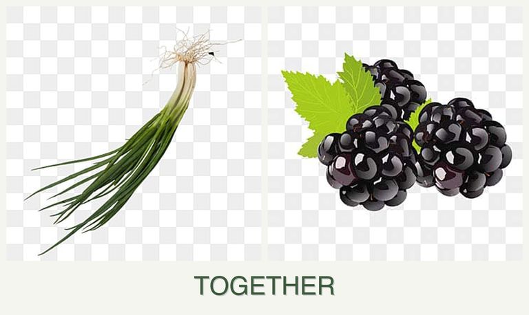 Can you plant chives and blackberries together?