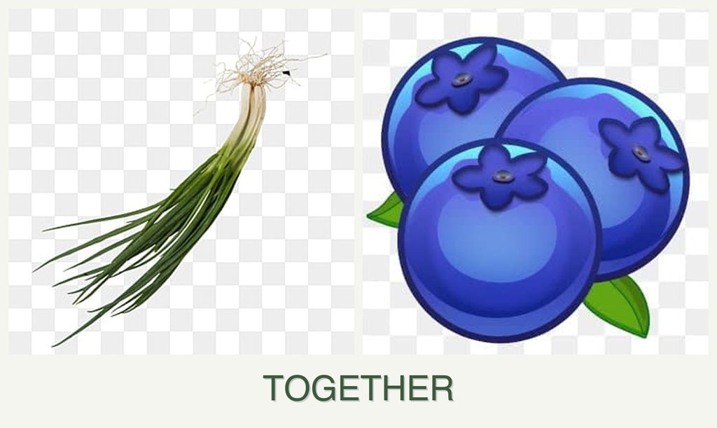 Can you plant chives and blueberries together?