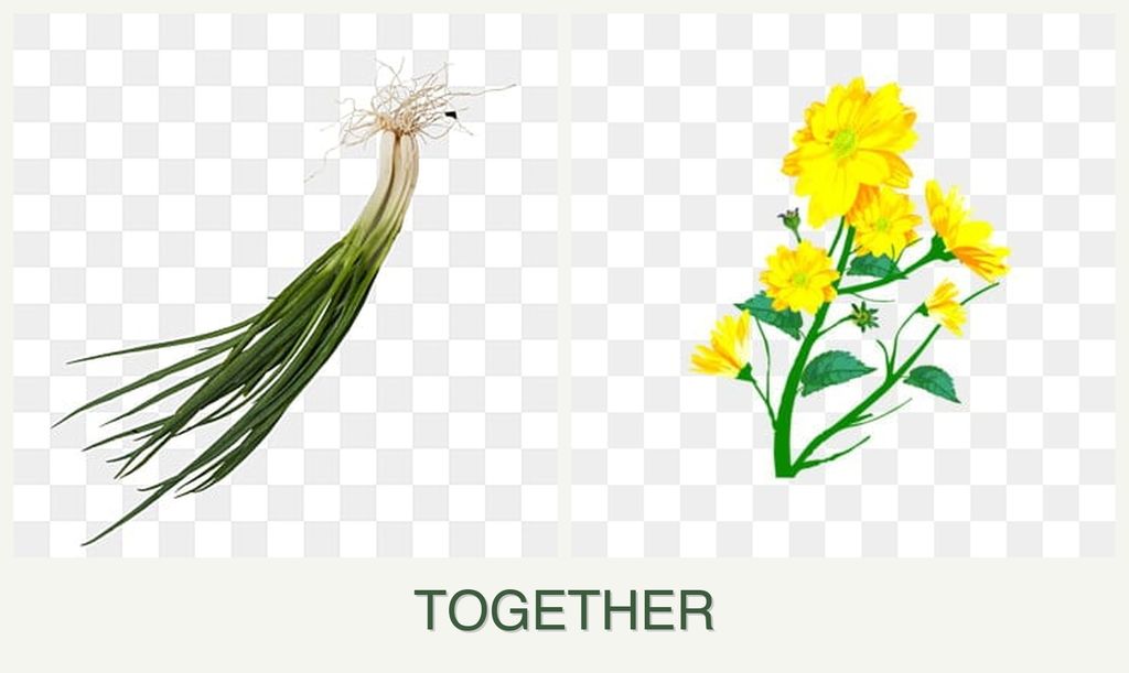 Can you plant chives and calendula together?