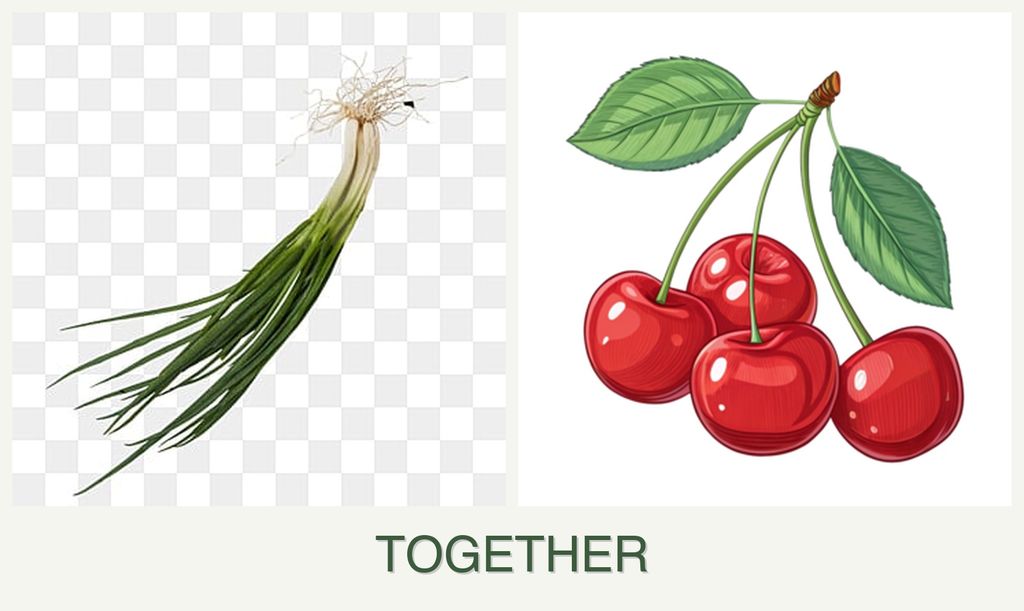 Can you plant chives and cherries together?