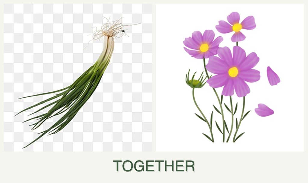 Can you plant chives and cosmos together?