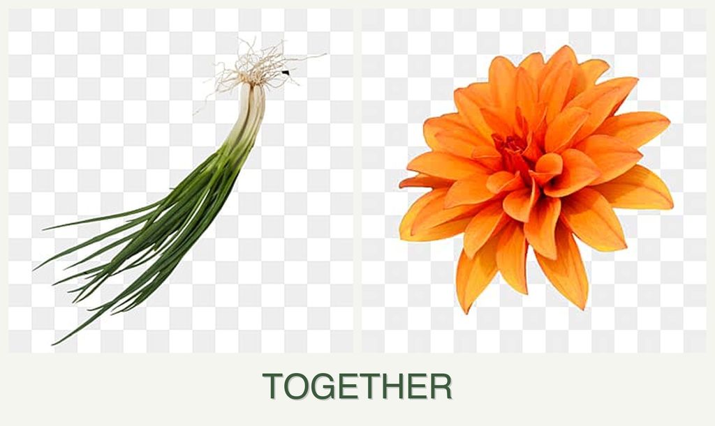 Can you plant chives and dahlias together?
