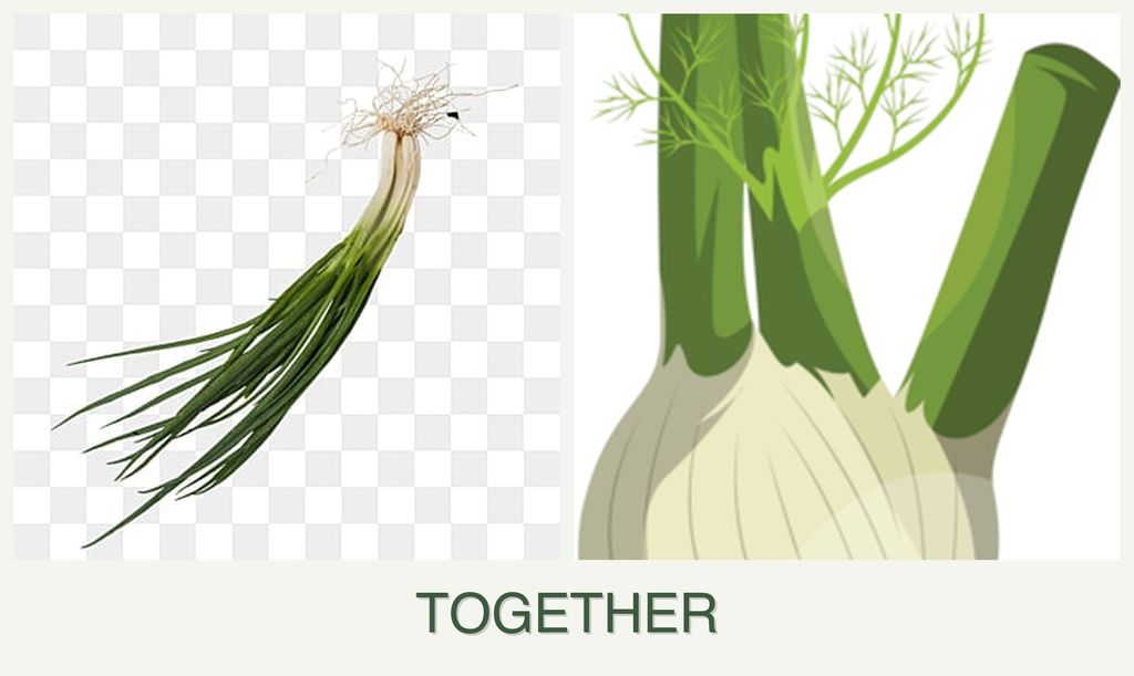 Can you plant chives and fennel together?