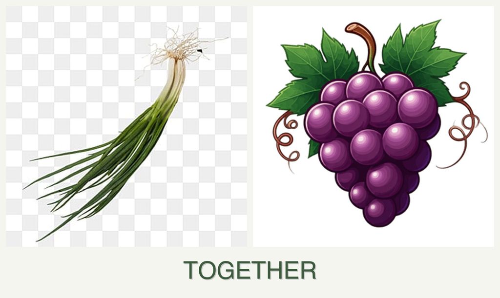 Can you plant chives and grapes together?