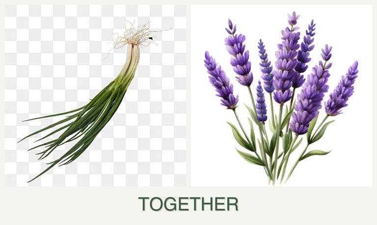 Can you plant chives and lavender together?
