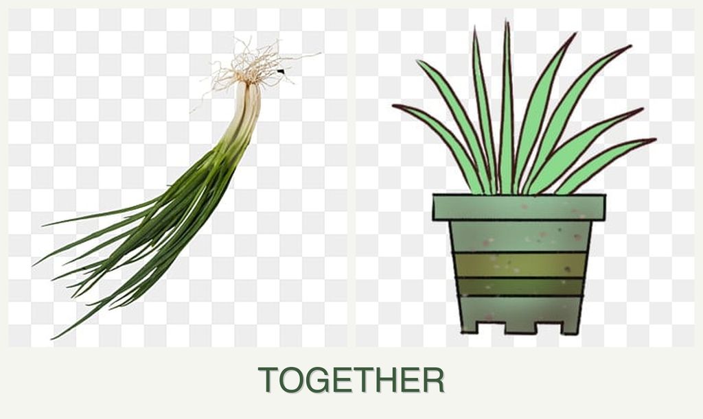 Can you plant chives and lemongrass together?