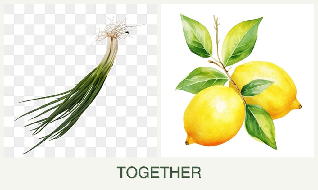 Can you plant chives and lemons together?