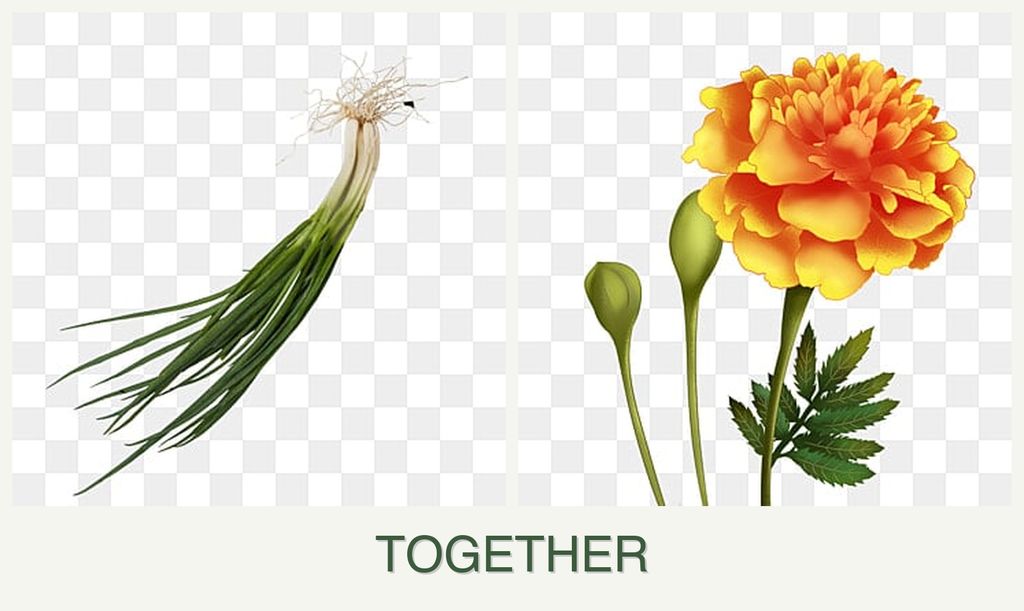 Can you plant chives and marigolds together?