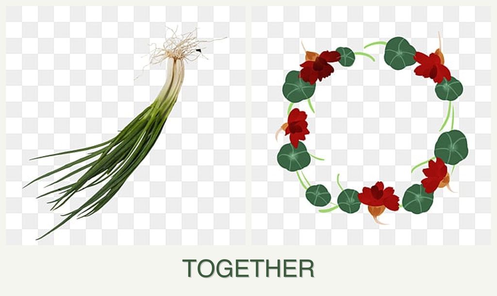 Can you plant chives and nasturtiums together?