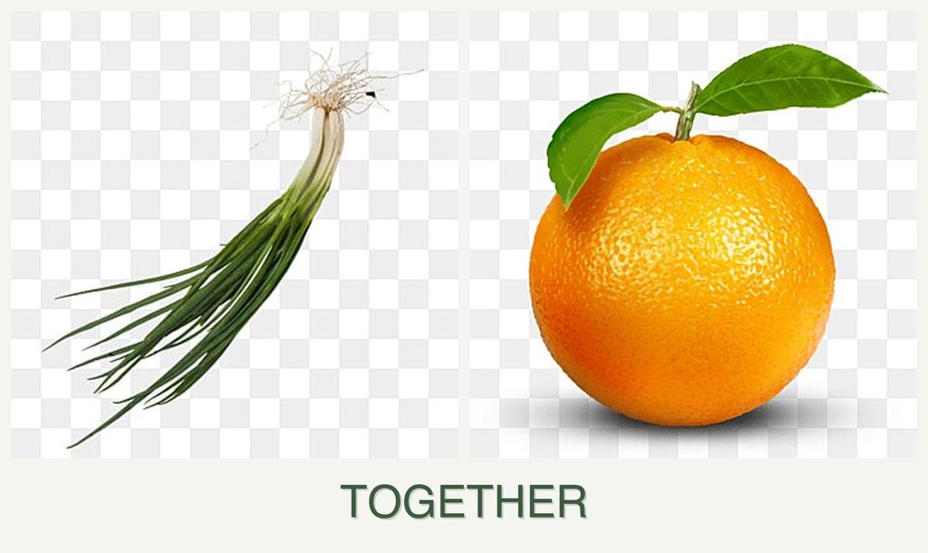 Can you plant chives and oranges together?