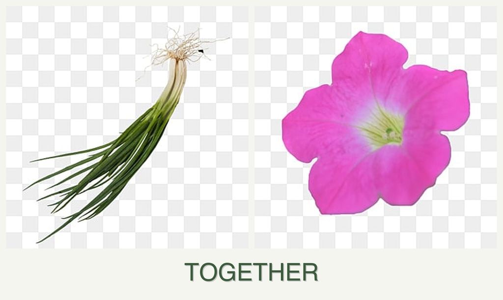 Can you plant chives and petunias together?