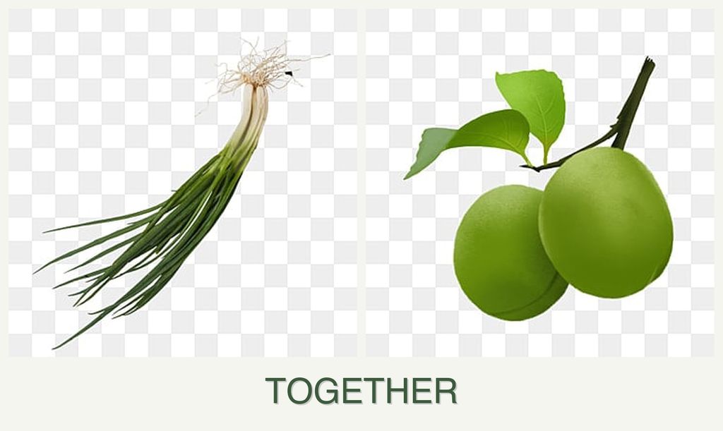 Can you plant chives and plums together?