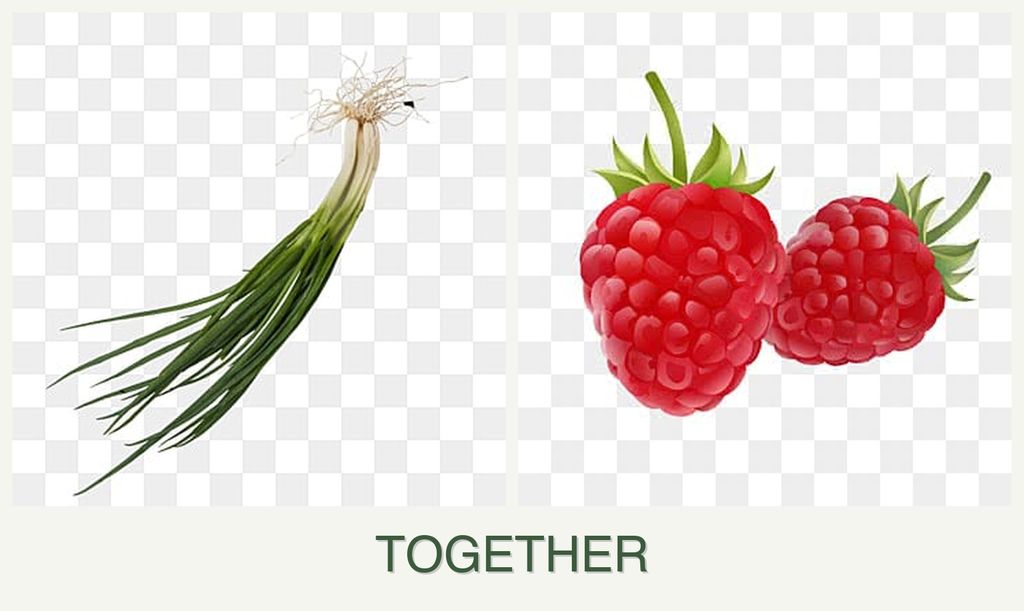Can you plant chives and raspberries together?