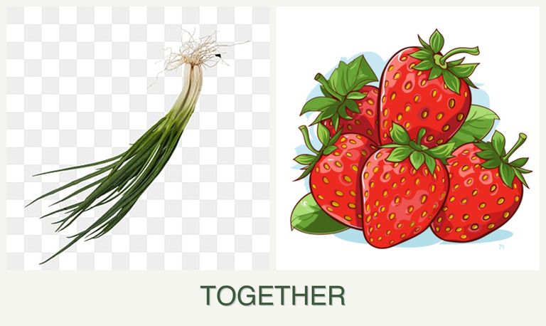Can you plant chives and strawberries together?