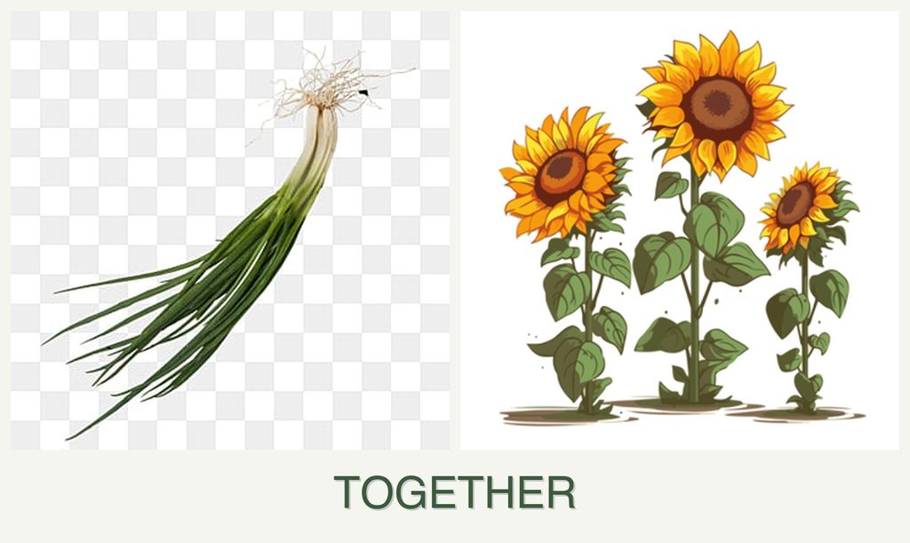 Can you plant chives and sunflowers together?