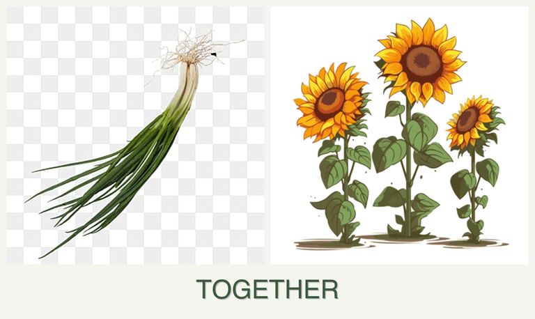 Can you plant chives and sunflowers together?