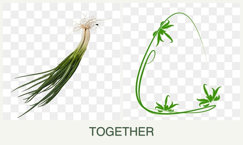 Can you plant chives and tarragon together?