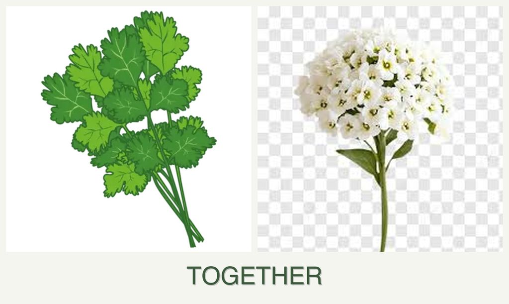 Can you plant cilantro and alyssum together?
