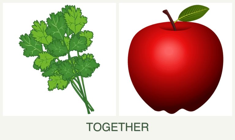 Can you plant cilantro and apples together?