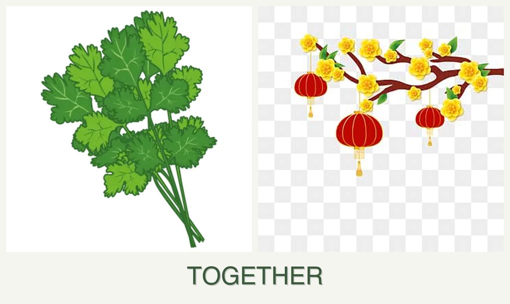 Can you plant cilantro and apricots together?
