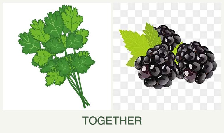 Can you plant cilantro and blackberries together?