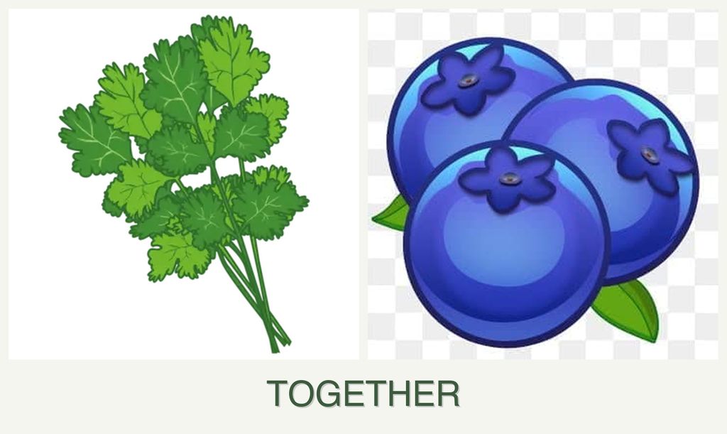 Can you plant cilantro and blueberries together?
