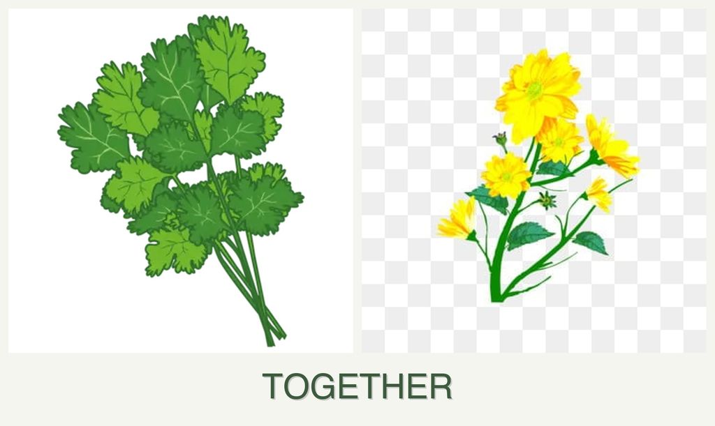 Can you plant cilantro and calendula together?