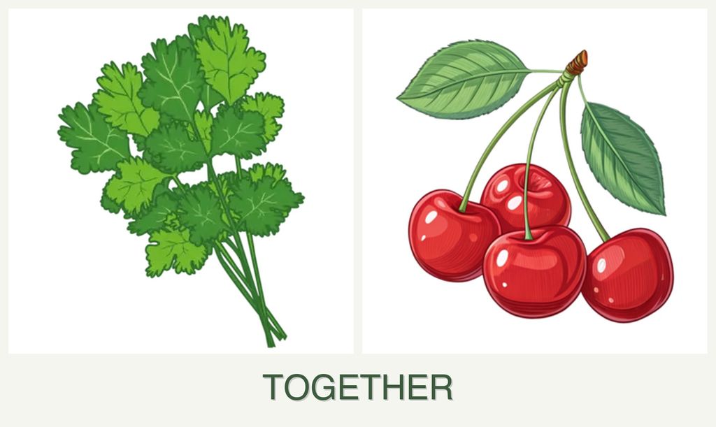 Can you plant cilantro and cherries together?