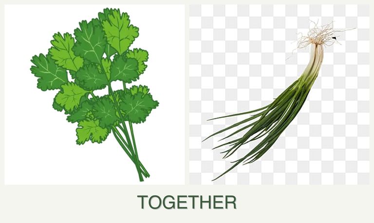 Can you plant cilantro and chives together?