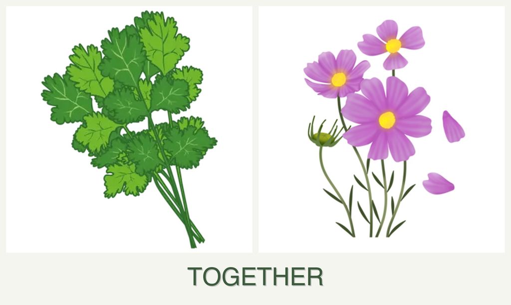 Can you plant cilantro and cosmos together?