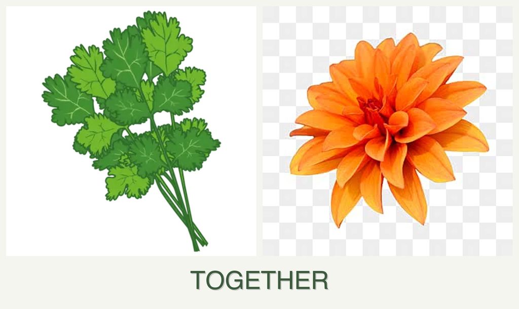 Can you plant cilantro and dahlias together?
